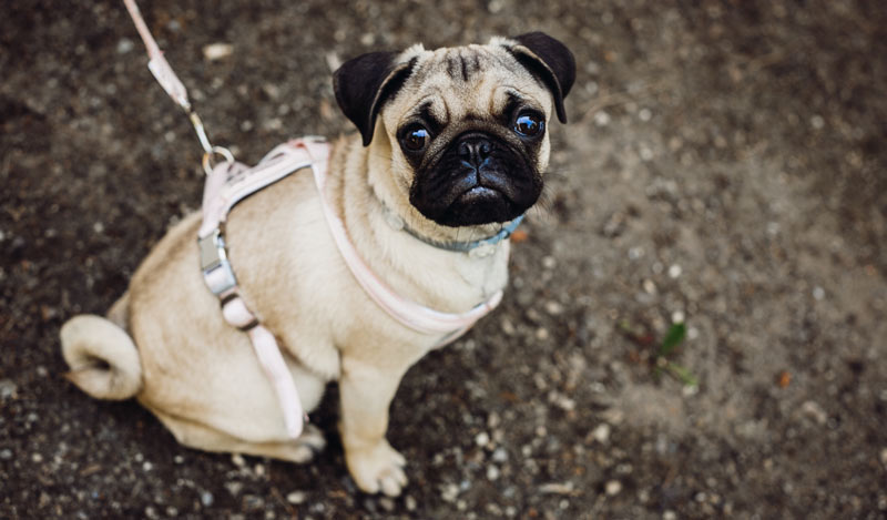 Dog training can be a great career for people with social anxiety