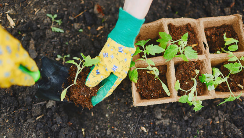 Gardening is an outdoor career that can be highly rewarding.